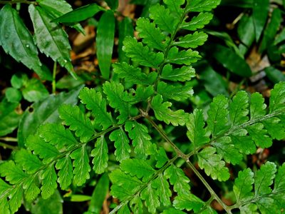 Athyrium silvicola, photographed by Jacy Chen