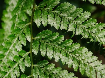 Athyrium silvicola, photographed by Jacy Chen