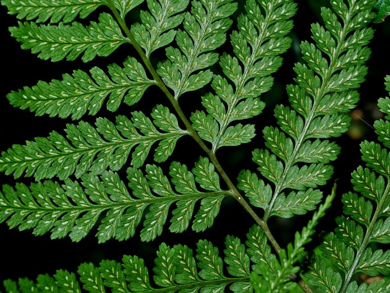 Athyrium silvicola, photographed by Jacy Chen