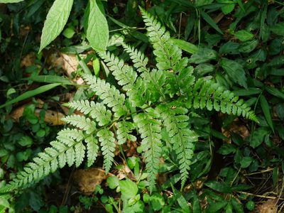Athyrium silvicola, photographed by Jacy Chen