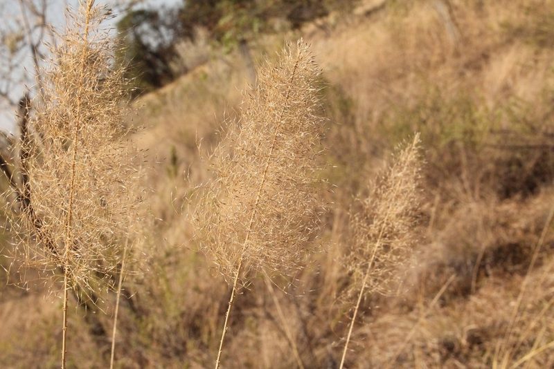 Muhlenbergia stricta, photographed by Viacheslav Shalisko