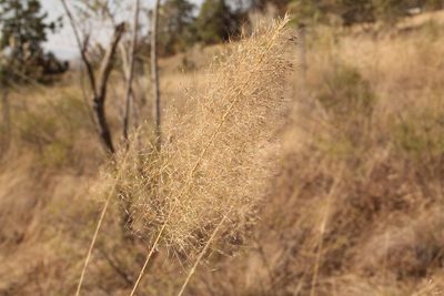Muhlenbergia stricta, photographed by Viacheslav Shalisko