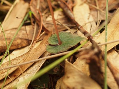 Acianthus caudatus, photographed by ianrainbow