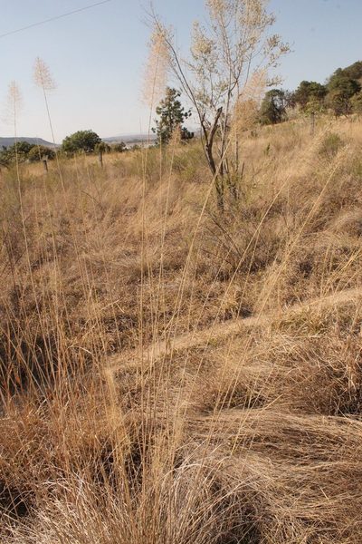 Muhlenbergia stricta, photographed by Viacheslav Shalisko
