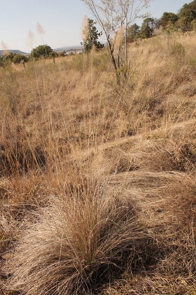 Muhlenbergia stricta, photographed by Viacheslav Shalisko
