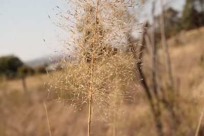 Muhlenbergia stricta, photographed by Viacheslav Shalisko