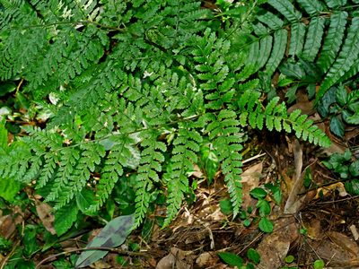 Athyrium silvicola, photographed by Jacy Chen