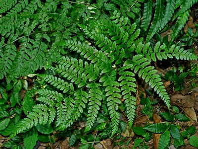 Athyrium silvicola, photographed by Jacy Chen