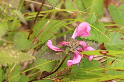 Pedicularis resupinata, photographed by Se Lena