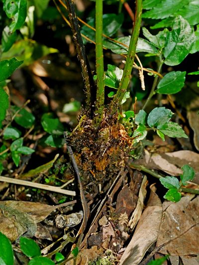 Athyrium silvicola, photographed by Jacy Chen