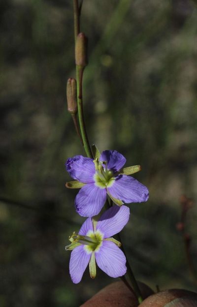 Heliophila linoides, photographed by Tony Rebelo