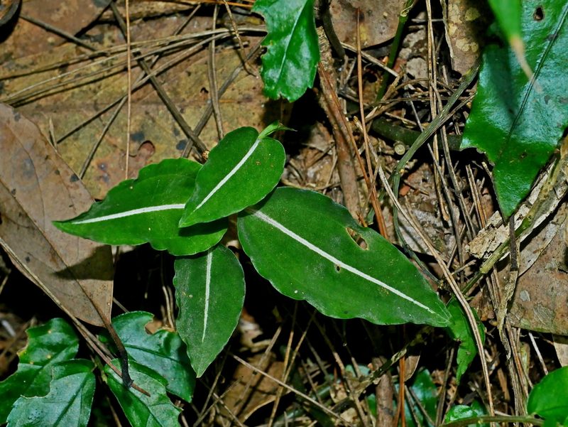 Rhomboda yakusimensis, photographed by Jacy Chen