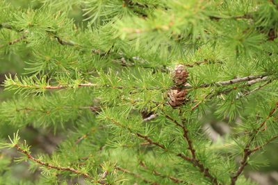Larix kaempferi, photographed by Se Lena