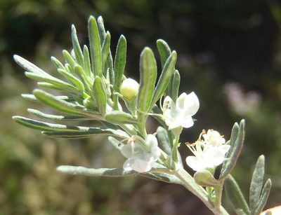 Teucrium africanum, photographed by Nicola van Berkel