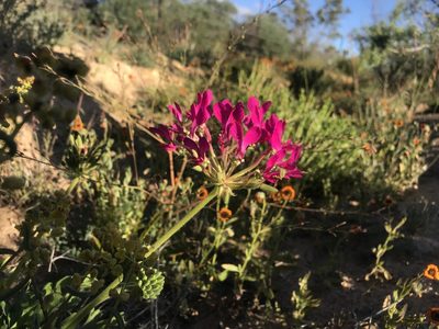 Pelargonium incrassatum, photographed by Sam McCarren