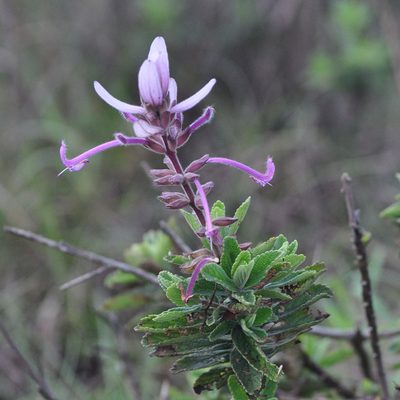 Syncolostemon comosus, photographed by Paulmathi Vinod