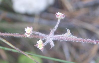 Centella lanata, photographed by Nicola van Berkel