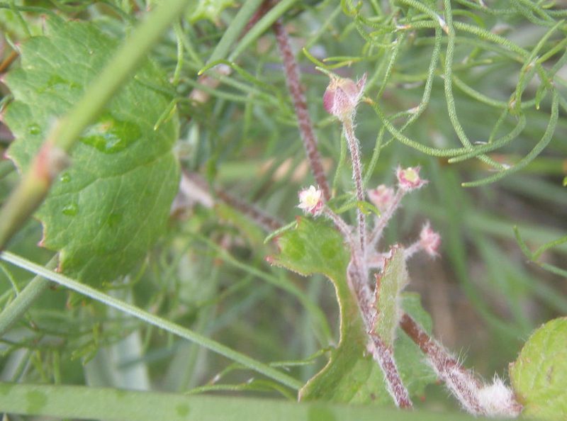 Centella lanata, photographed by Nicola van Berkel
