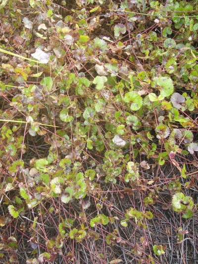 Centella lanata, photographed by Nicola van Berkel