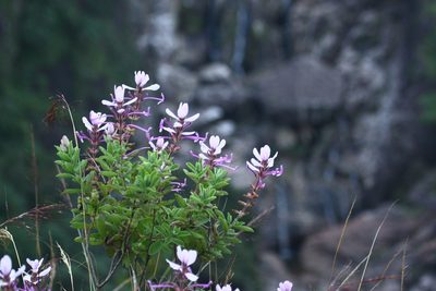 Syncolostemon comosus, photographed by Paulmathi Vinod