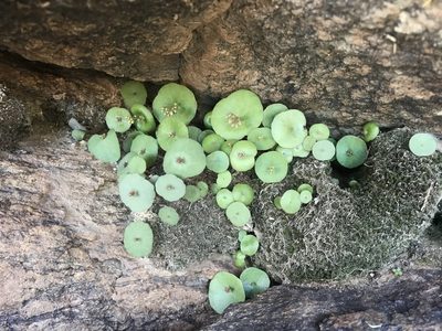 Crassula umbella, photographed by Sam McCarren