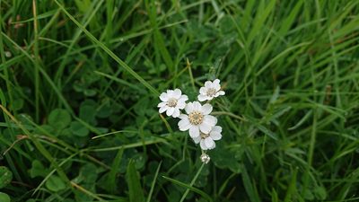 Achillea ptarmica, photographed by Su Hartland Smith