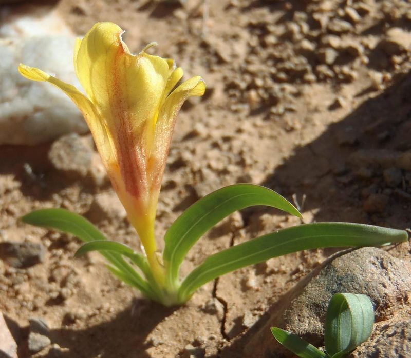 Tritonia florentiae, photographed by Nicola van Berkel