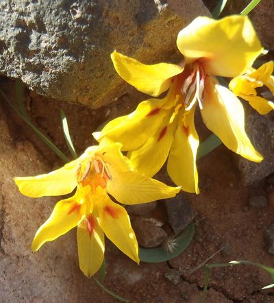 Tritonia florentiae, photographed by Nicola van Berkel