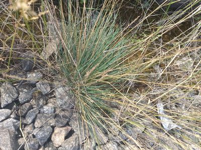 Festuca valesiaca, photographed by Dmitriy Bochkov