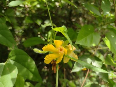 Mandevilla subsagittata, photographed by Alexis López Hernández