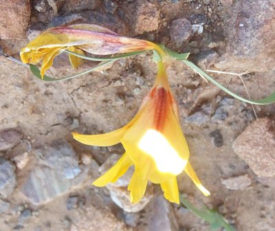 Tritonia florentiae, photographed by Nicola van Berkel