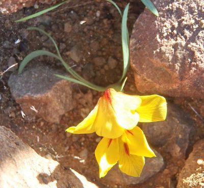 Tritonia florentiae, photographed by Nicola van Berkel