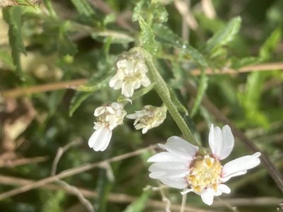 Achillea ptarmica, photographed by Andre Hosper
