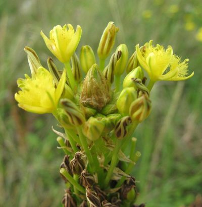 Bulbine narcissifolia, photographed by douglaseustonbrown