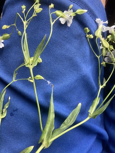 Gypsophila vaccaria, photographed by Andre Hosper