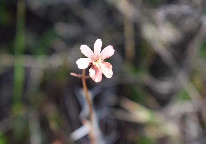 Nemesia versicolor, photographed by Justin Ponder