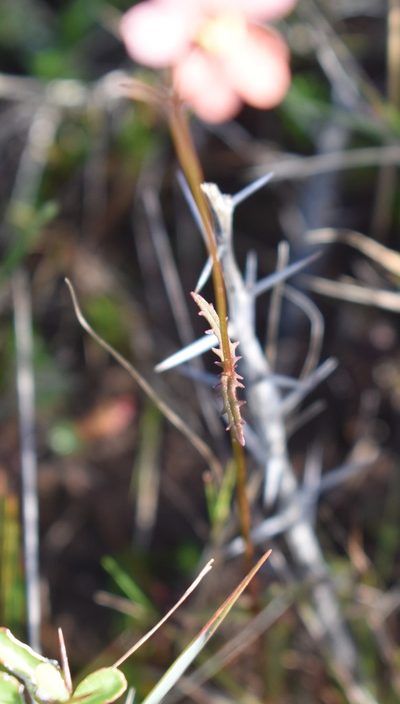 Nemesia versicolor, photographed by Justin Ponder