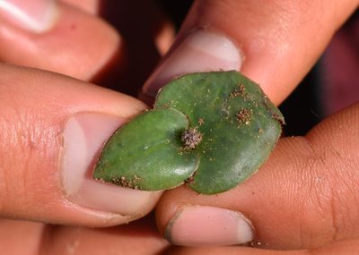 Holothrix mundii, photographed by Justin Ponder