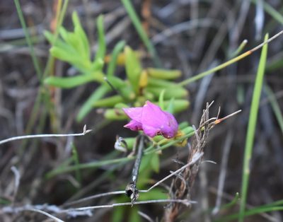 Chironia tetragona, photographed by Justin Ponder