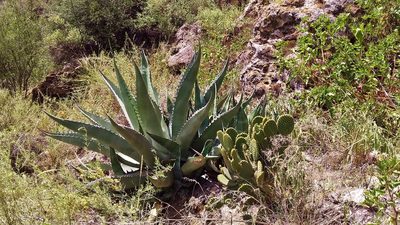 Agave salmiana, photographed by Luc Wyn