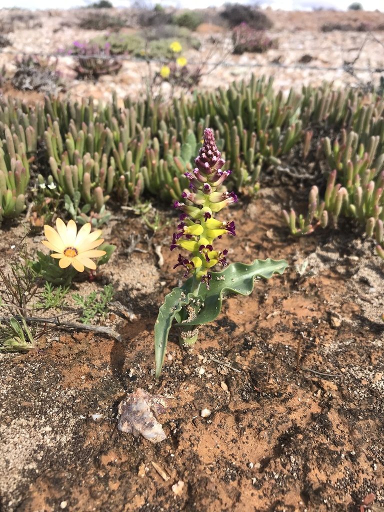 Lachenalia framesii, photographed by Sam McCarren