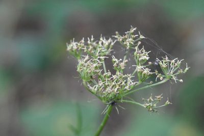 Kadenia dubia, photographed by Марина Садыкова