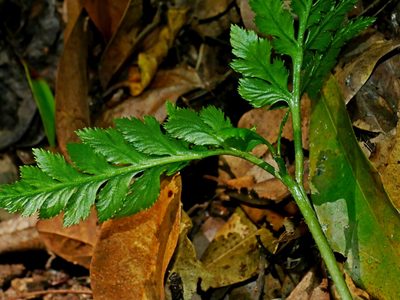 Sceptridium formosanum, photographed by Jacy Chen