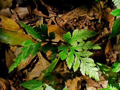 Sceptridium formosanum, photographed by Jacy Chen