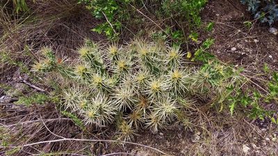 Cylindropuntia tunicata, photographed by Luc Wyn