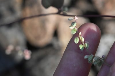 Fallopia convolvulus, photographed by Марина Садыкова