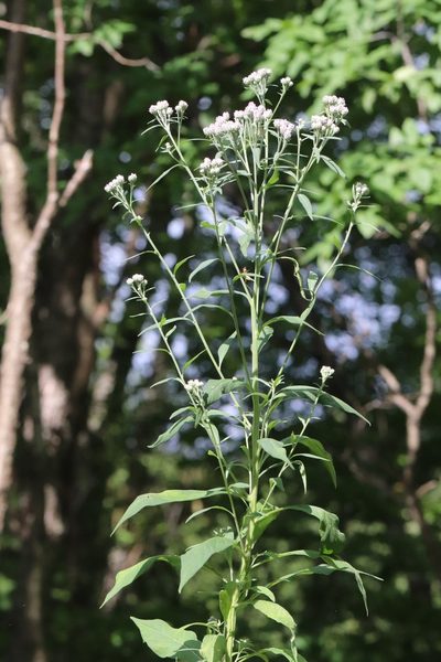 Saussurea neopulchella, photographed by Nina Filippova