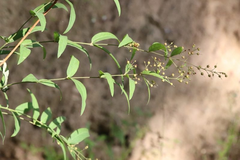 Lysimachia davurica, photographed by Nina Filippova