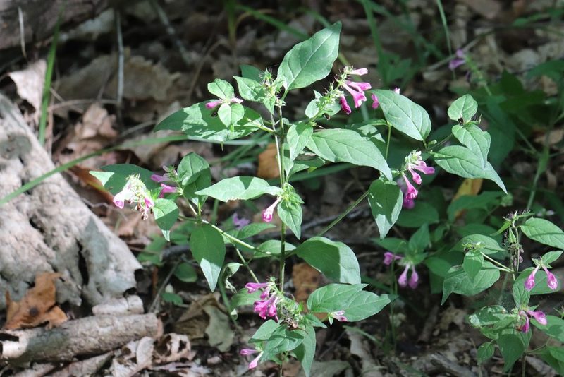 Melampyrum roseum, photographed by Nina Filippova