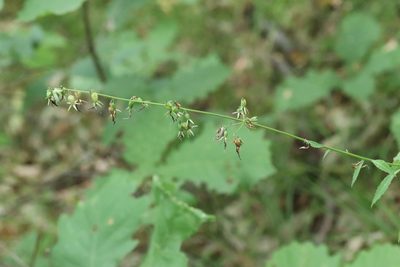Adenophora pereskiifolia